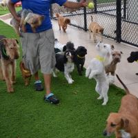 Artificial Grass Installation San Anselmo, California Pet Paradise, Dogs Park