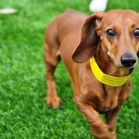 Green Lawn San Lorenzo, California Drainage, Grass for Dogs