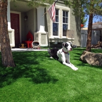 Installing Artificial Grass Dublin, California Indoor Dog Park, Dog Kennels