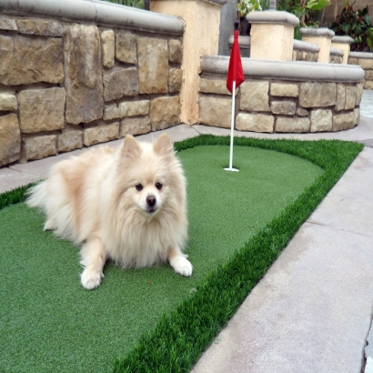 Artificial Turf Camptonville, California Artificial Grass For Dogs, Backyard Design