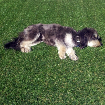 Best Artificial Grass Lake Wildwood, California Cat Grass, Dog Kennels