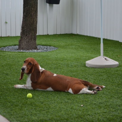 Best Artificial Grass Sausalito, California Cat Playground, Grass for Dogs