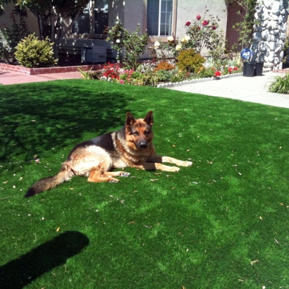 Fake Lawn Freeport, California Landscaping Business, Landscaping Ideas For Front Yard