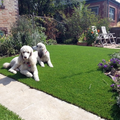 Grass Turf Buck Meadows, California Pet Grass, Small Front Yard Landscaping