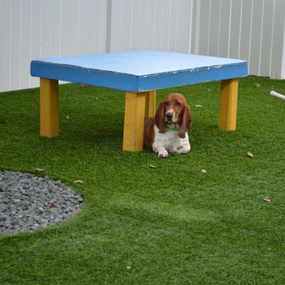 Green Lawn Sebastopol, California Dogs, Commercial Landscape