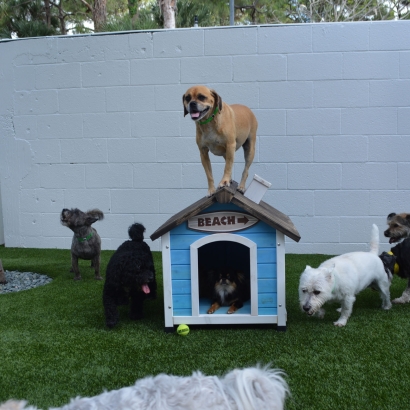 How To Install Artificial Grass Westley, California Fake Grass For Dogs, Grass for Dogs