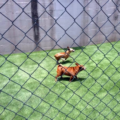 Synthetic Grass Grass Valley, California Pictures Of Dogs