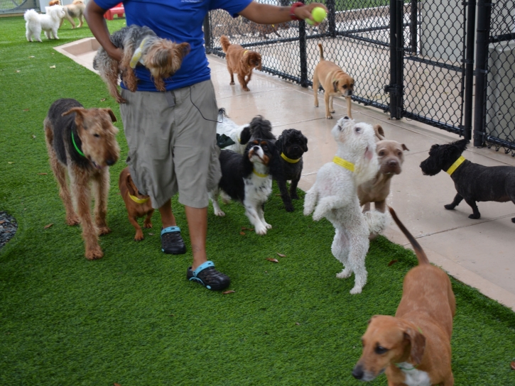 Artificial Grass Installation San Anselmo, California Pet Paradise, Dogs Park