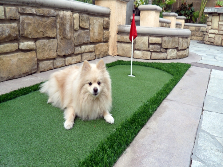 Artificial Turf Camptonville, California Artificial Grass For Dogs, Backyard Design