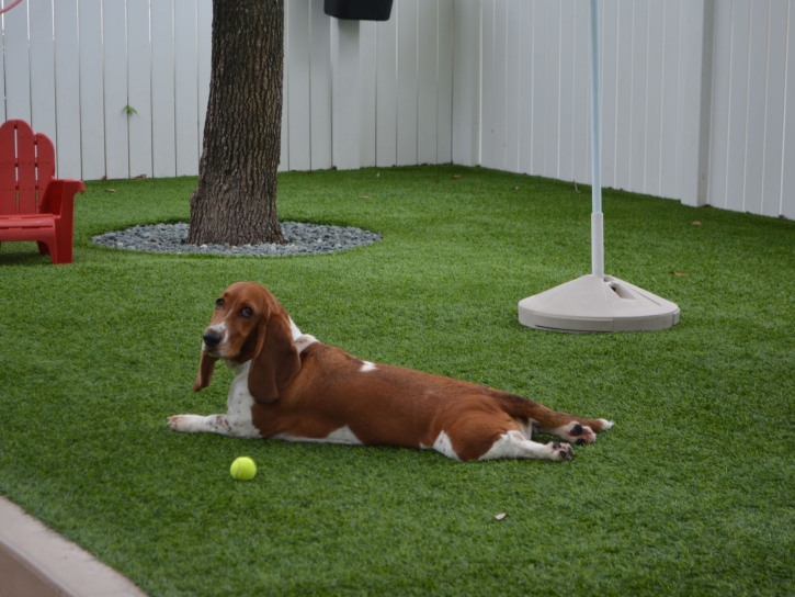 Best Artificial Grass Sausalito, California Cat Playground, Grass for Dogs