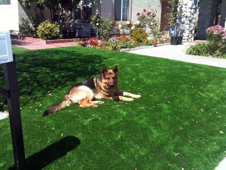 Fake Lawn Freeport, California Landscaping Business, Landscaping Ideas For Front Yard