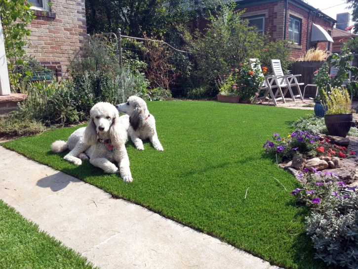 Grass Turf Buck Meadows, California Pet Grass, Small Front Yard Landscaping