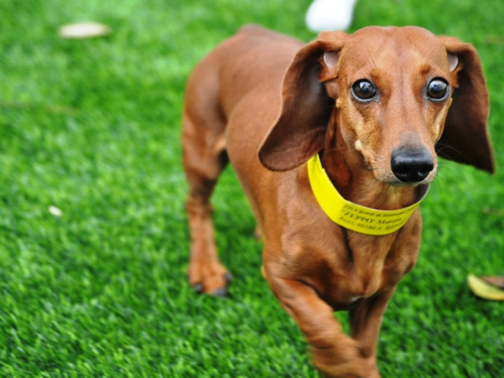 Green Lawn San Lorenzo, California Drainage, Grass for Dogs