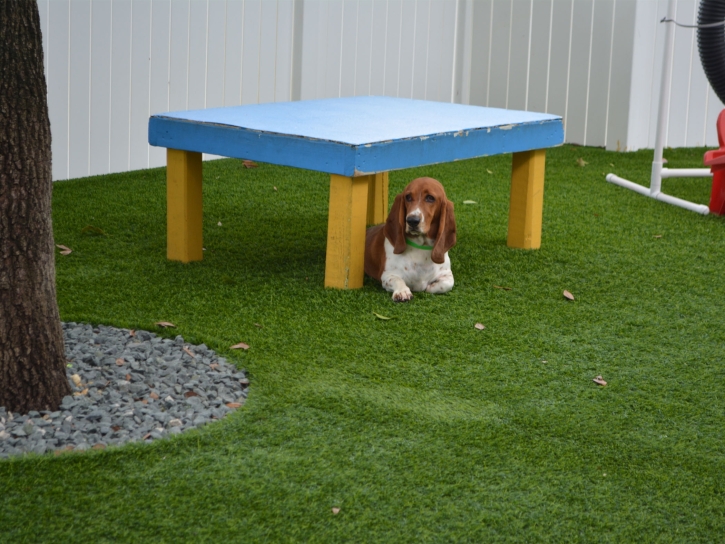 Green Lawn Sebastopol, California Dogs, Commercial Landscape