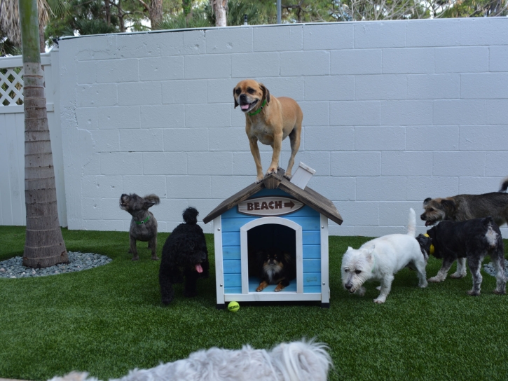 How To Install Artificial Grass Westley, California Fake Grass For Dogs, Grass for Dogs