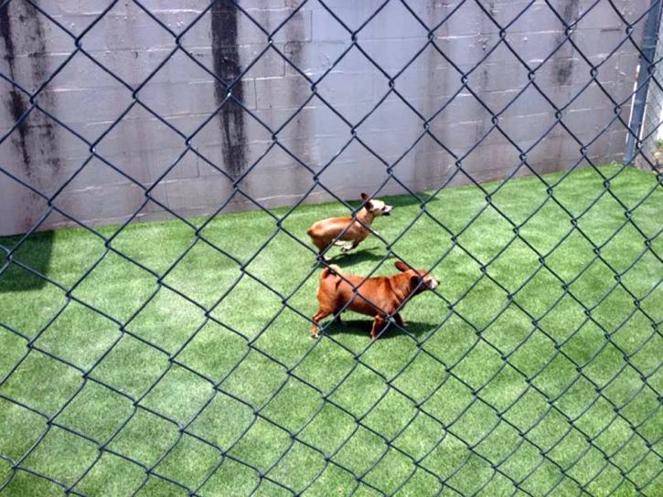 Synthetic Grass Grass Valley, California Pictures Of Dogs